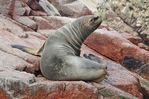 Peru1