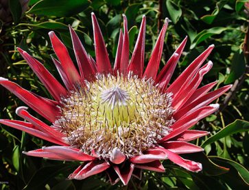 King Protea